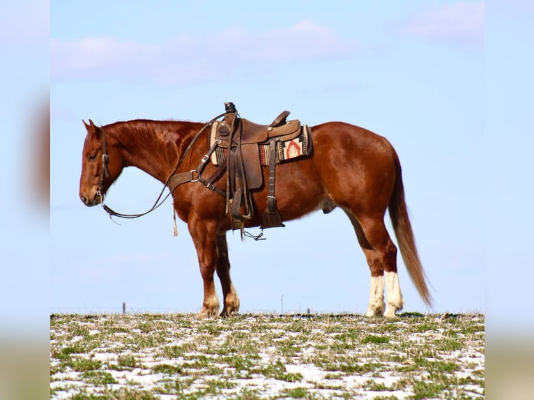 American Quarter Horse Castrone 6 Anni 160 cm Sauro ciliegia in La Motte, IA