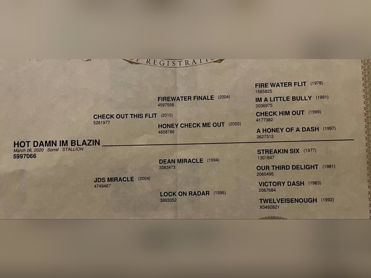 American Quarter Horse Castrone 6 Anni 160 cm Sauro scuro in El Paso TX