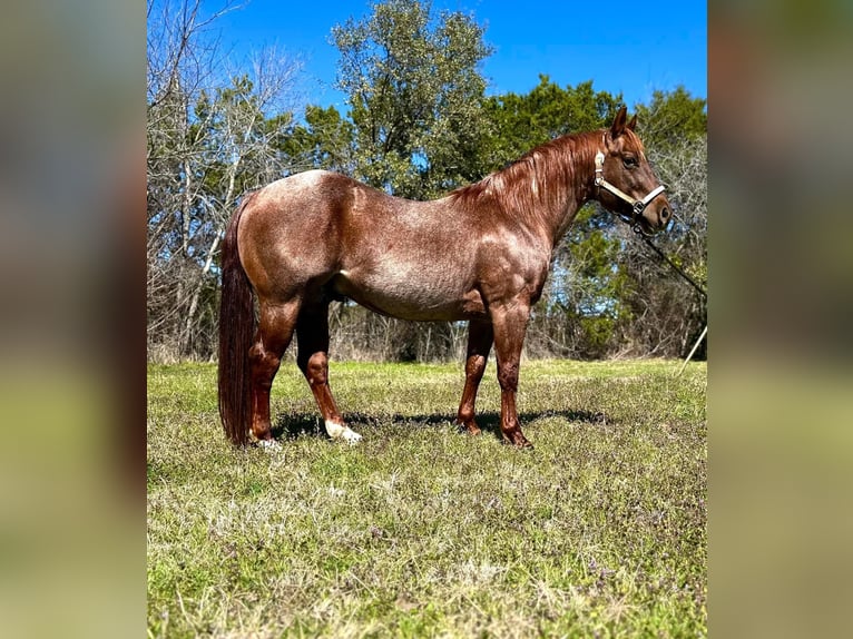 American Quarter Horse Castrone 6 Anni 163 cm Baio in Fort Worth Texas