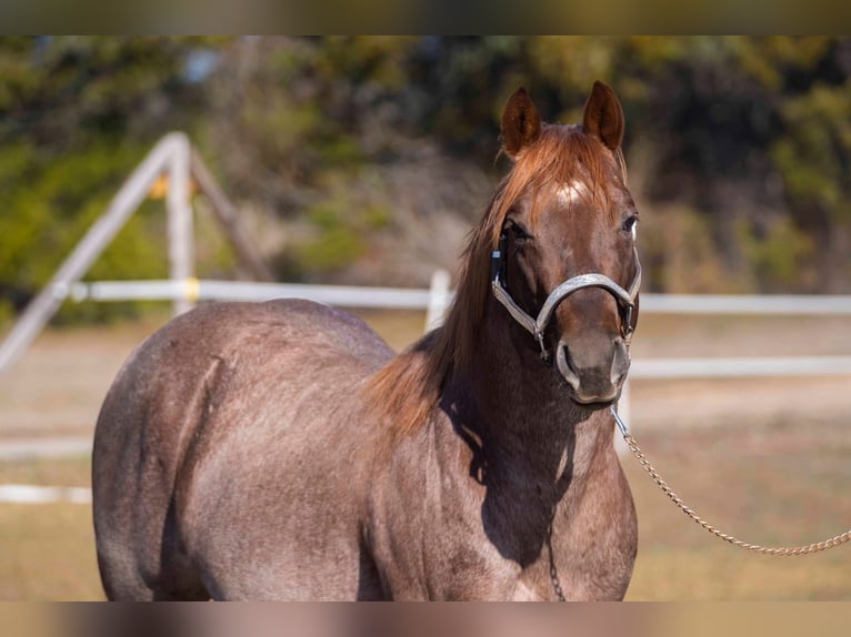 American Quarter Horse Castrone 6 Anni 163 cm Baio in Fort Worth Texas