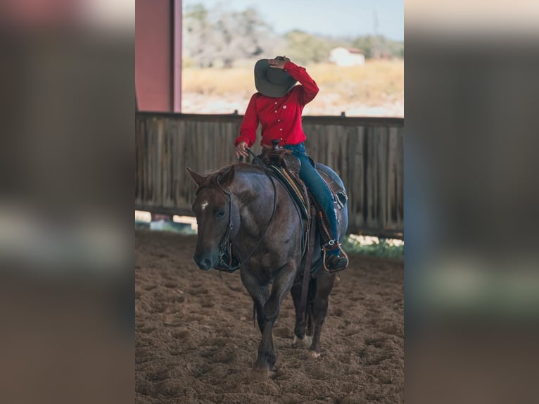 American Quarter Horse Castrone 6 Anni 163 cm Baio in Fort Worth Texas