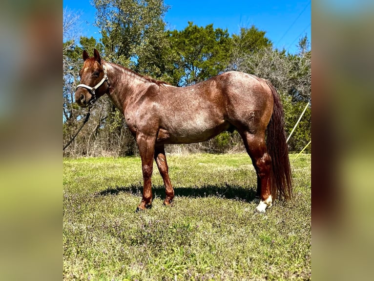 American Quarter Horse Castrone 6 Anni 163 cm Baio in Fort Worth Texas