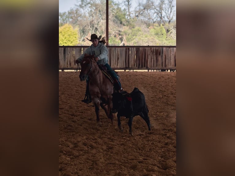 American Quarter Horse Castrone 6 Anni 163 cm Baio in Fort Worth Texas