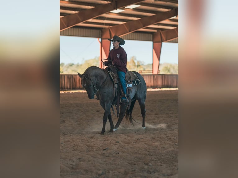 American Quarter Horse Castrone 6 Anni 163 cm Baio in Fort Worth Texas