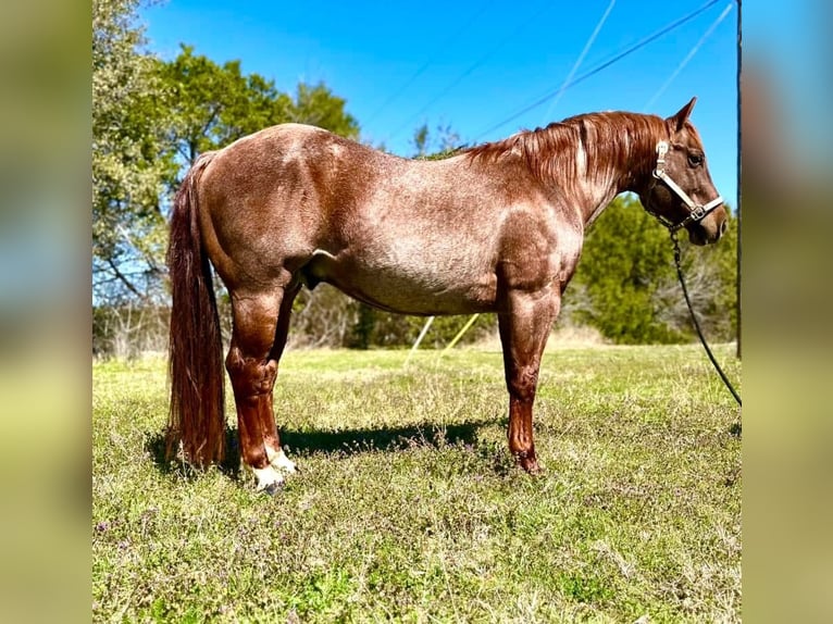 American Quarter Horse Castrone 6 Anni 163 cm Baio in Fort Worth Texas