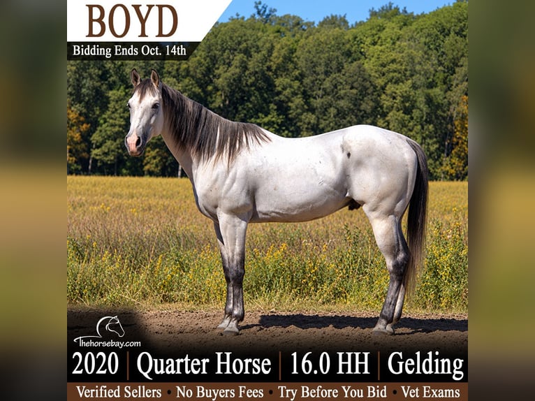 American Quarter Horse Castrone 6 Anni 163 cm Grigio in Saint Joe, IN