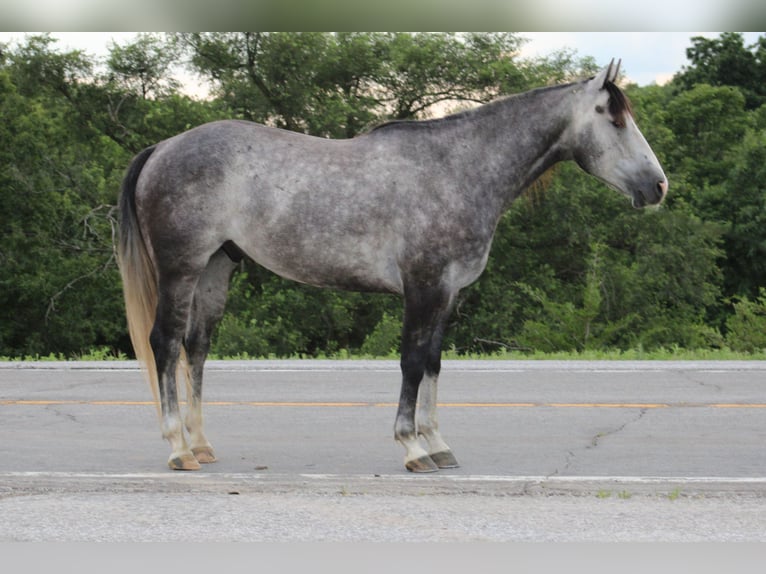 American Quarter Horse Castrone 6 Anni 163 cm Grigio in Princeton MO