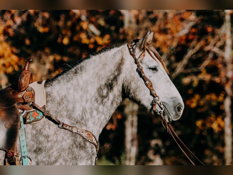 American Quarter Horse Castrone 6 Anni 163 cm Grigio pezzato in Hillsboro KY