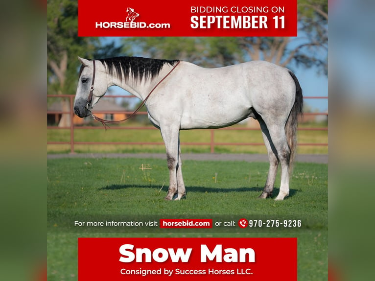 American Quarter Horse Castrone 6 Anni 163 cm Grigio in Montrose, CO