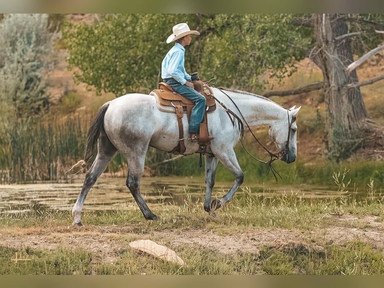 American Quarter Horse Castrone 6 Anni 163 cm Grigio in Montrose, CO
