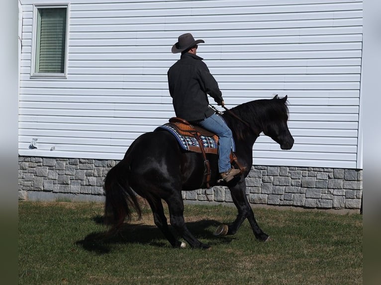 American Quarter Horse Castrone 6 Anni 163 cm Morello in Mount Vernon