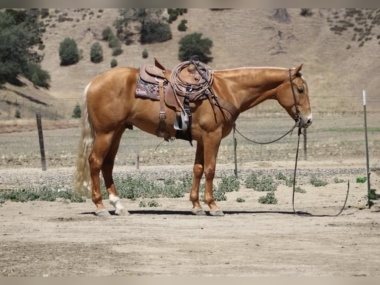 American Quarter Horse Castrone 6 Anni 163 cm Palomino in Paicines CA