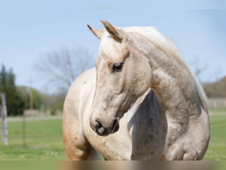 American Quarter Horse Castrone 6 Anni 163 cm Palomino in Ravenna TX