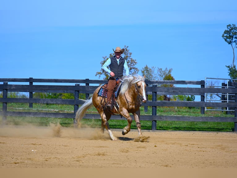 American Quarter Horse Castrone 6 Anni 163 cm Palomino in Wooster OH