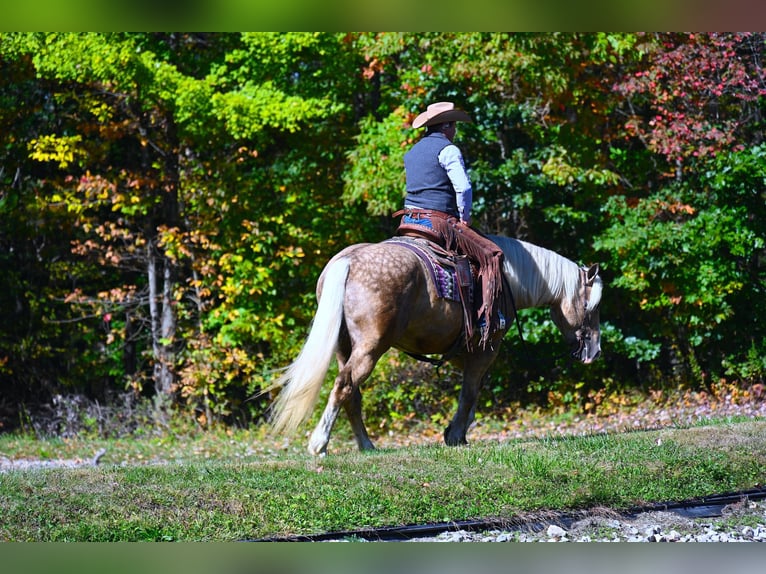 American Quarter Horse Castrone 6 Anni 163 cm Palomino in Wooster OH