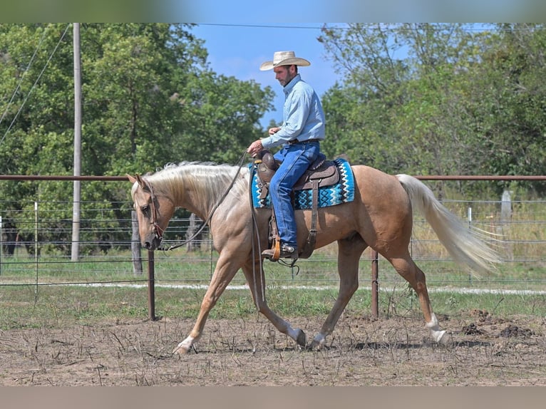 American Quarter Horse Castrone 6 Anni 163 cm Palomino in Rockville