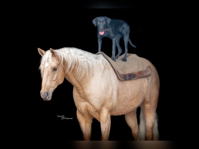 American Quarter Horse Castrone 6 Anni 163 cm Palomino in Rockville