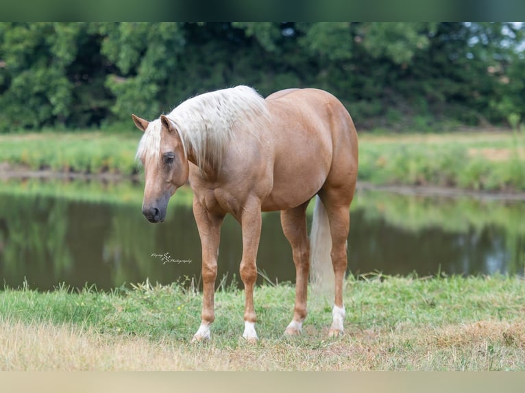 American Quarter Horse Castrone 6 Anni 163 cm Palomino in Rockville