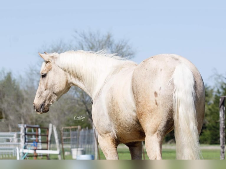 American Quarter Horse Castrone 6 Anni 163 cm Palomino in Ravenna, TX
