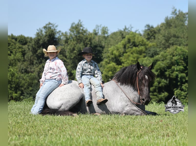 American Quarter Horse Castrone 6 Anni 163 cm  in Mount Vernon