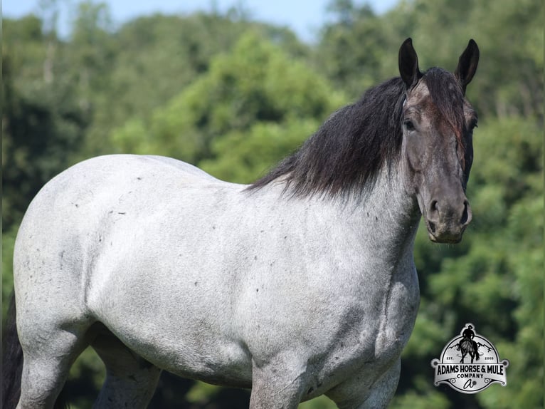 American Quarter Horse Castrone 6 Anni 163 cm  in Mount Vernon