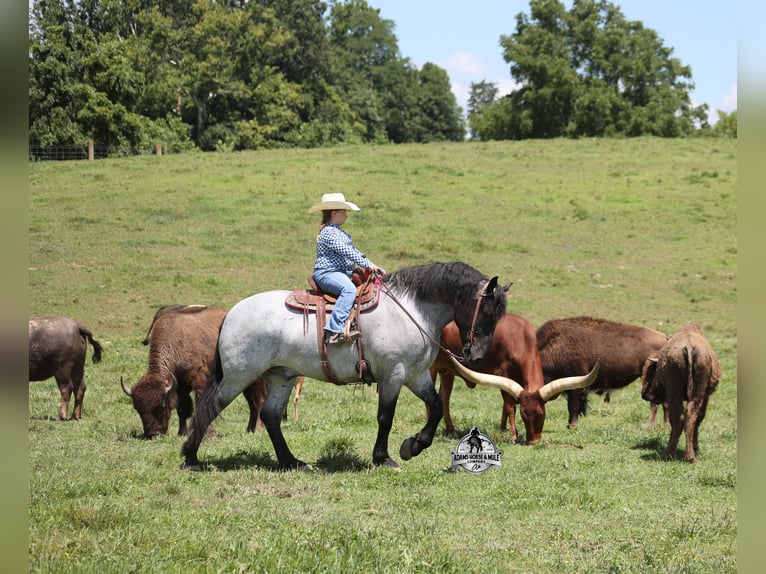 American Quarter Horse Castrone 6 Anni 163 cm  in Mount Vernon