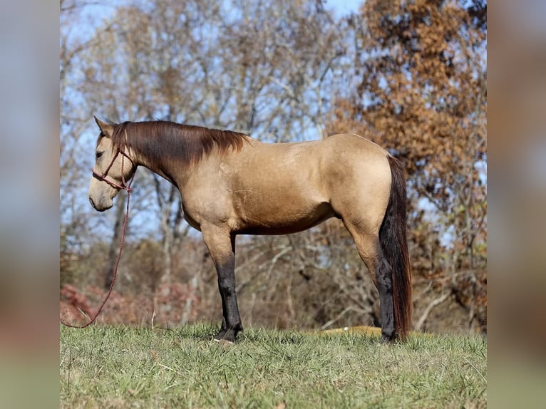 American Quarter Horse Castrone 6 Anni 163 cm Pelle di daino in Santa Fe TX