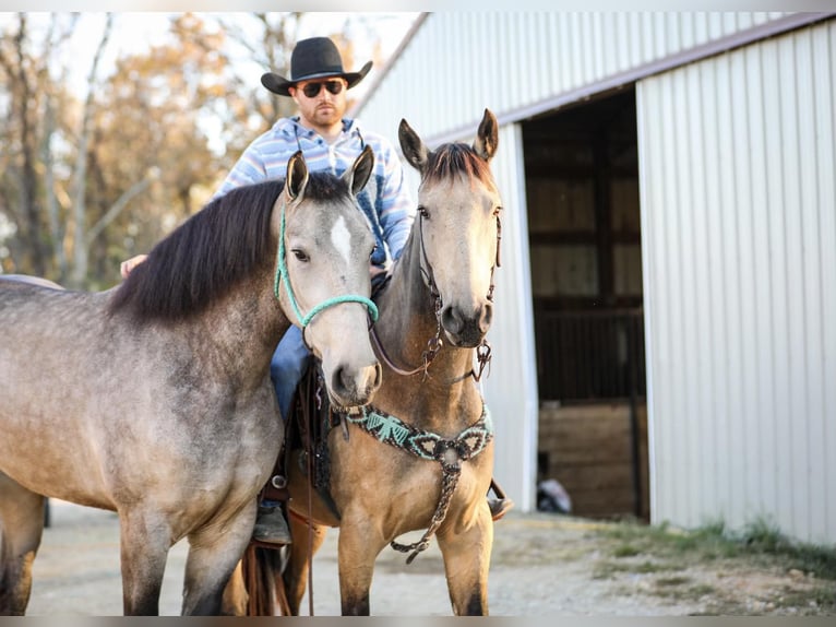 American Quarter Horse Castrone 6 Anni 163 cm Pelle di daino in Santa Fe TX