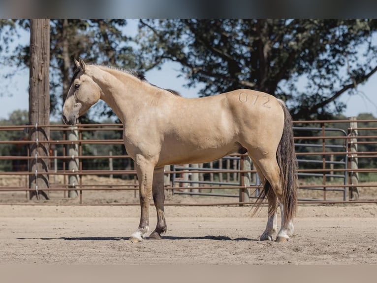 American Quarter Horse Castrone 6 Anni 163 cm Pelle di daino in Judson IN