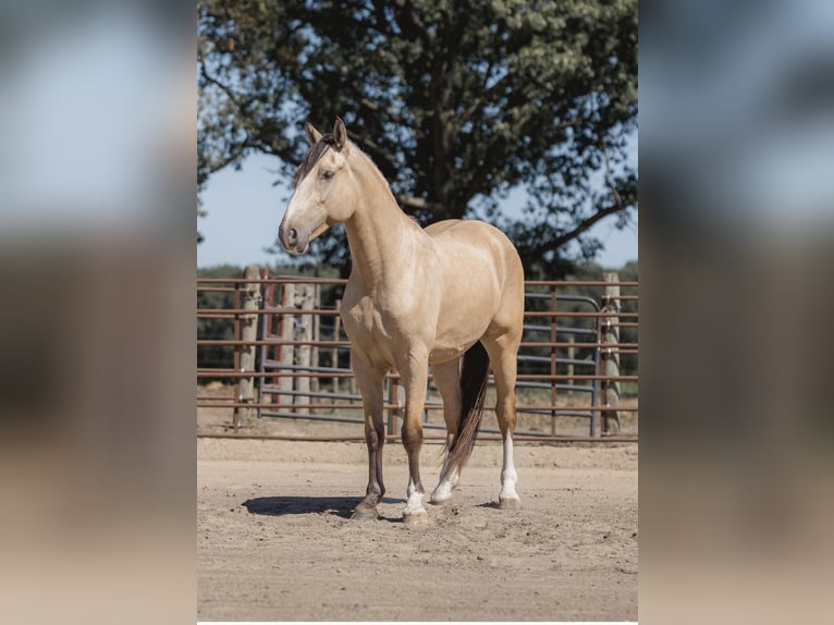 American Quarter Horse Castrone 6 Anni 163 cm Pelle di daino in Judson IN