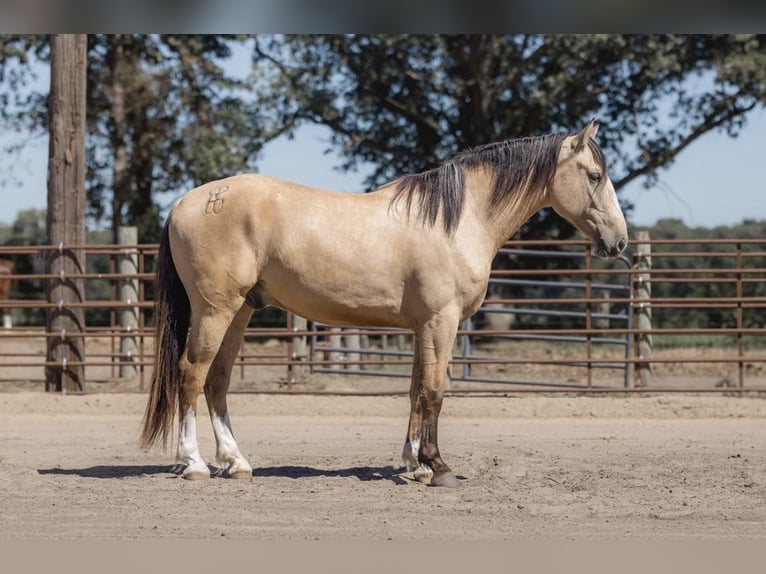 American Quarter Horse Castrone 6 Anni 163 cm Pelle di daino in Judson IN