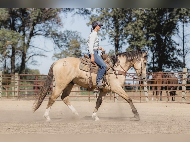 American Quarter Horse Castrone 6 Anni 163 cm Pelle di daino in Judson IN