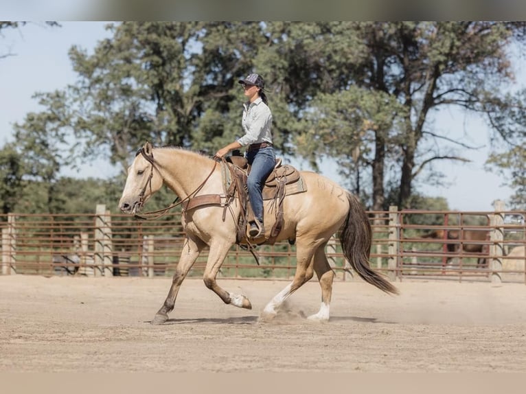 American Quarter Horse Castrone 6 Anni 163 cm Pelle di daino in Judson IN