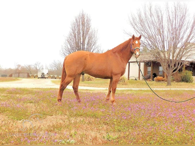American Quarter Horse Castrone 6 Anni 163 cm Red dun in New Summerfield, TX