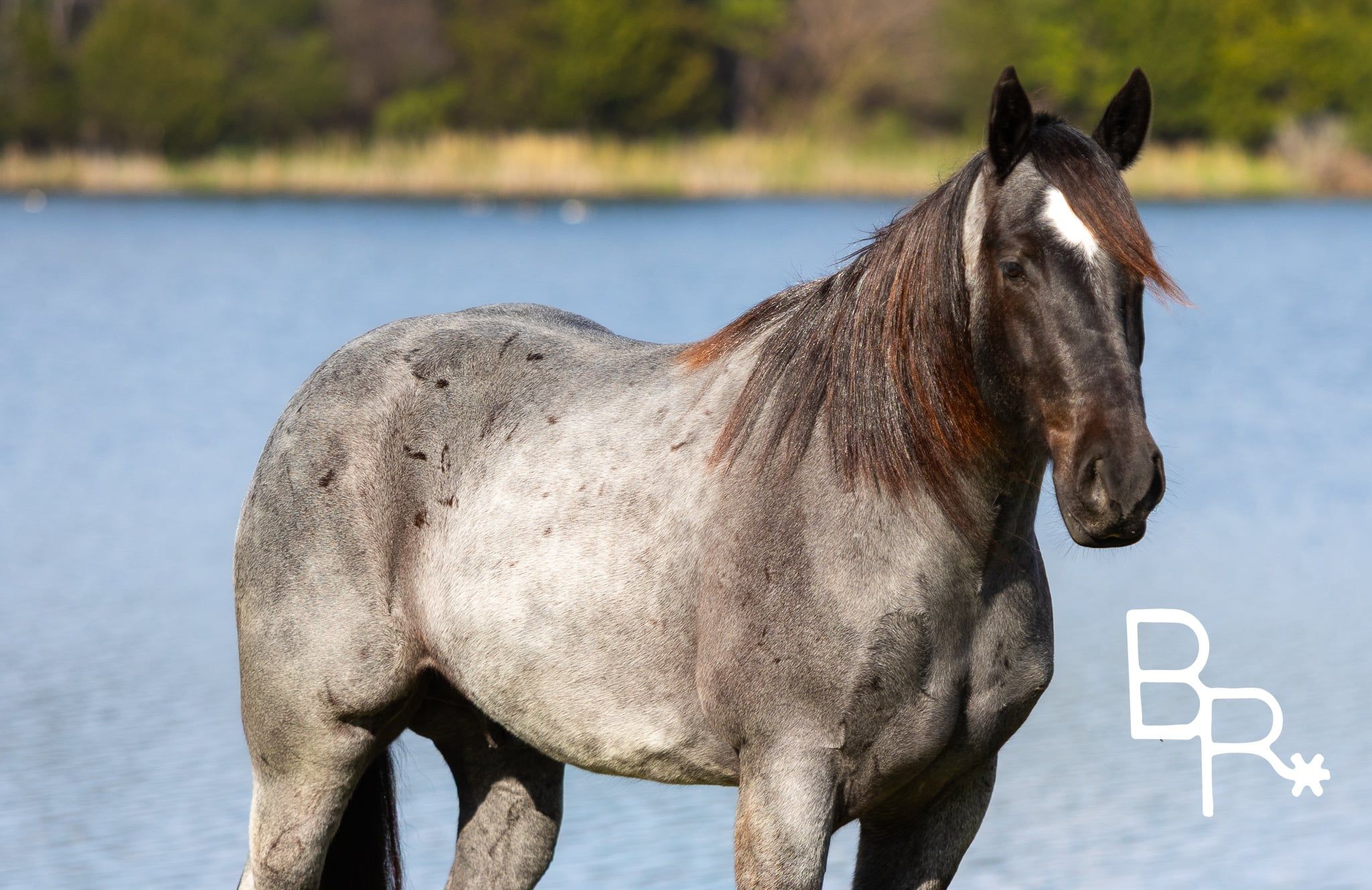 American Quarter Horse Castrone 6 Anni 163 cm Roano blu in Mountain Grove MO