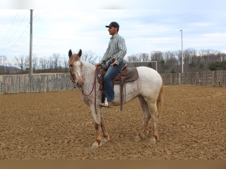 American Quarter Horse Castrone 6 Anni 163 cm Sauro ciliegia in Everett PA