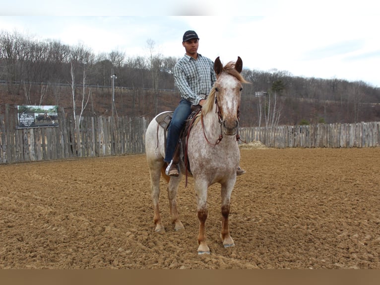 American Quarter Horse Castrone 6 Anni 163 cm Sauro ciliegia in Everett PA