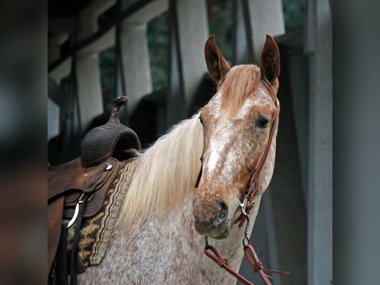 American Quarter Horse Castrone 6 Anni 163 cm Sauro ciliegia in Everett PA