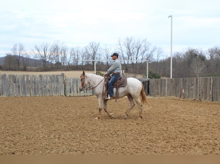 American Quarter Horse Castrone 6 Anni 163 cm Sauro ciliegia in Everett PA