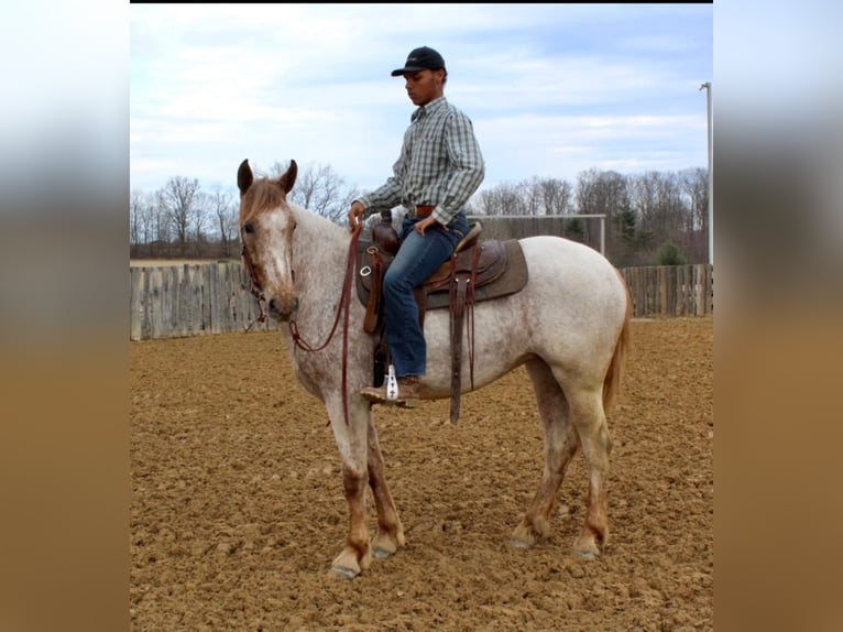 American Quarter Horse Castrone 6 Anni 163 cm Sauro ciliegia in Everett PA