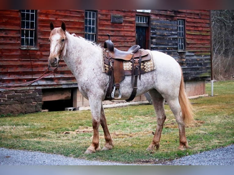 American Quarter Horse Castrone 6 Anni 163 cm Sauro ciliegia in Everett PA