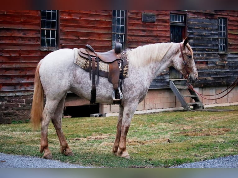 American Quarter Horse Castrone 6 Anni 163 cm Sauro ciliegia in Everett PA