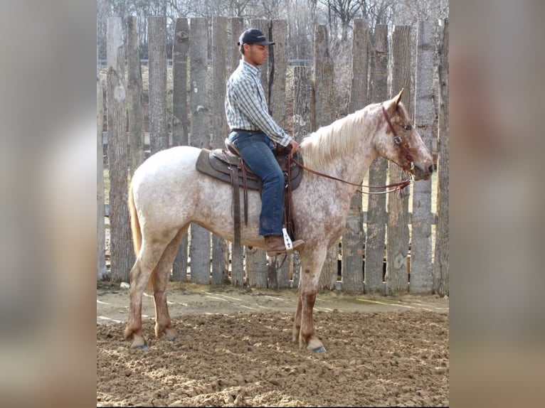 American Quarter Horse Castrone 6 Anni 163 cm Sauro ciliegia in Everett PA