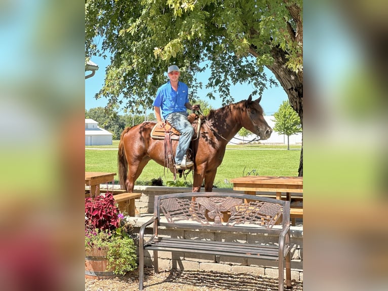 American Quarter Horse Castrone 6 Anni 163 cm Sauro scuro in Van Horne IA