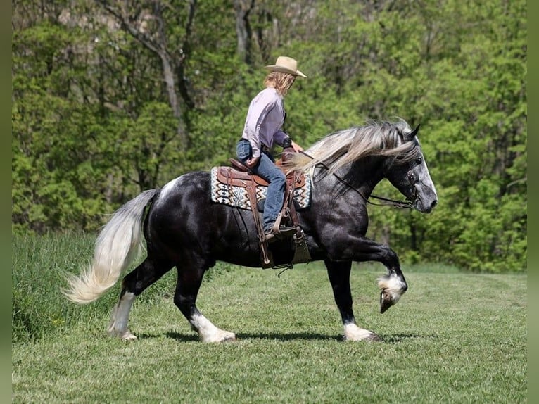 American Quarter Horse Castrone 6 Anni 163 cm Tobiano-tutti i colori in Mount Vernon KY