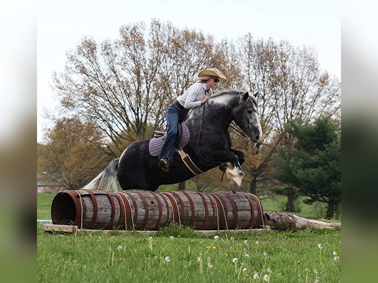 American Quarter Horse Castrone 6 Anni 163 cm Tobiano-tutti i colori in Mount Vernon KY