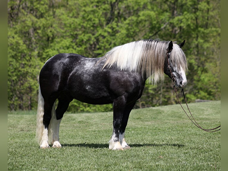 American Quarter Horse Castrone 6 Anni 163 cm Tobiano-tutti i colori in Mount Vernon KY