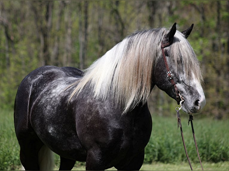 American Quarter Horse Castrone 6 Anni 163 cm Tobiano-tutti i colori in Mount Vernon KY