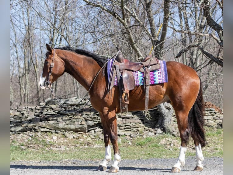 American Quarter Horse Castrone 6 Anni 165 cm Baio ciliegia in Everett PA