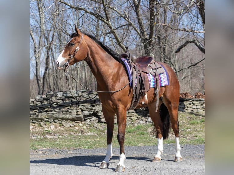 American Quarter Horse Castrone 6 Anni 165 cm Baio ciliegia in Everett PA